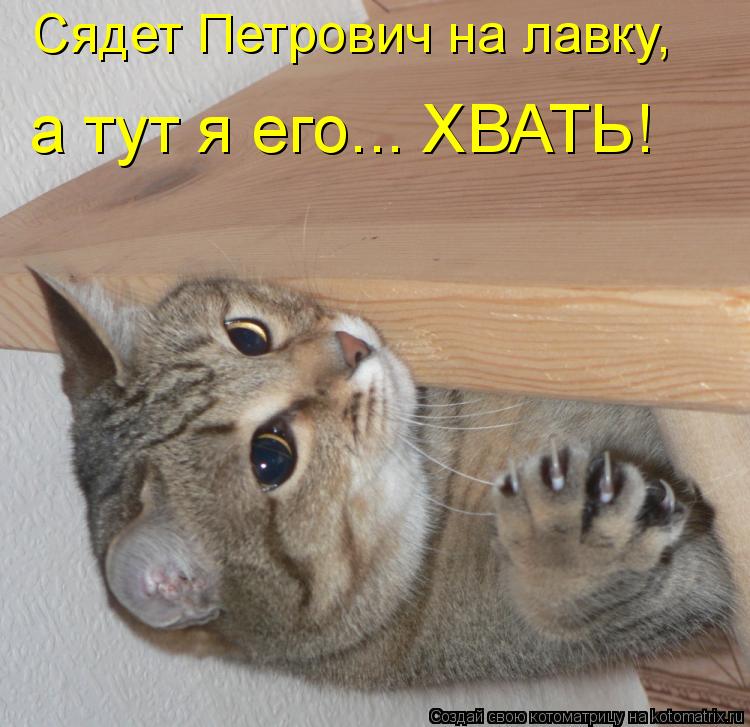 Сядет Петрович на лавку, а тут я его... ХВАТЬ!... Котоматрица: Сядет Петрович на лавку, а тут я его... ХВАТЬ!