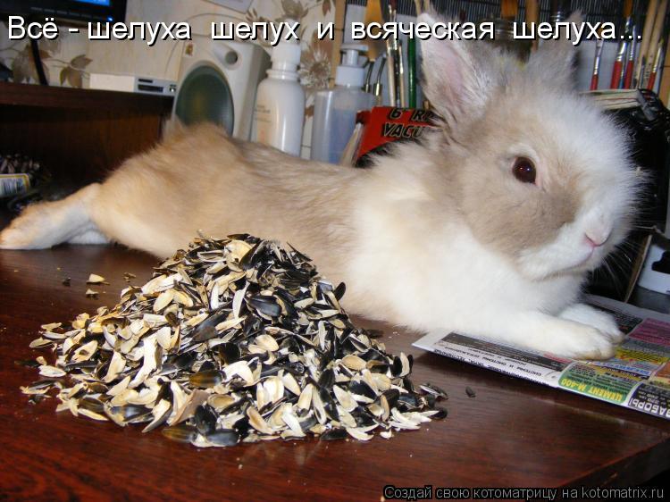 Всё - шелуха шелух и всяческая шелуха...... Котоматрица: Всё - шелуха шелух и всяческая шелуха...