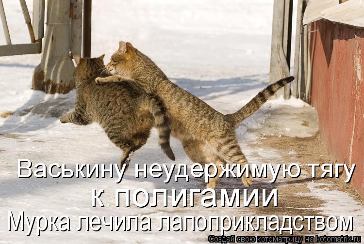 Васькину неудержимую тягу к полигамии Мурка лечила лапоприкладством... Котоматрица: Васькину неудержимую тягу к полигамии Мурка лечила лапоприкладством