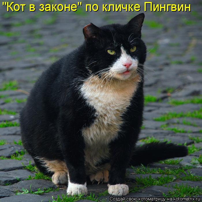 "Кот в законе" по кличке Пингвин... Котоматрица: "Кот в законе" по кличке Пингвин