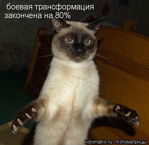 боевая трансформация закончена на 80%... Котоматрица: боевая трансформация закончена на 80%