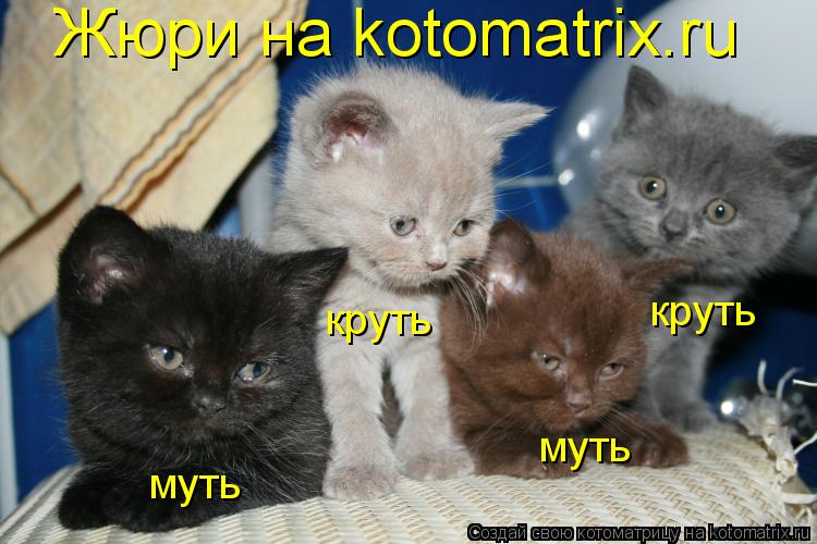 Жюри на kotomatrix.ru круть круть муть муть... Котоматрица: Жюри на kotomatrix.ru круть круть муть муть