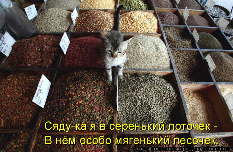 Сяду-ка я в серенький лоточек - В нём особо мягенький песочек.... Котоматрица: Сяду-ка я в серенький лоточек - В нём особо мягенький песочек.