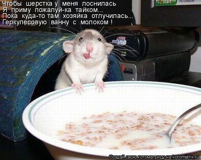 Чтобы шерстка у меня лоснилась Я приму пожалуй-ка тайком... Пока куда-то там хозяйка отлучил... Котоматрица: Чтобы шерстка у меня лоснилась Я приму пожалуй-ка тайком... Пока куда-то там хозяйка отлучилась... Геркулесовую ванну с молоком !