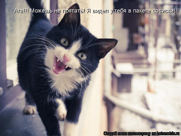 Ага!!! Можешь не прятать! Я видел у тебя в пакете сосиски!!!... Котоматрица: Ага!!! Можешь не прятать! Я видел у тебя в пакете сосиски!!!