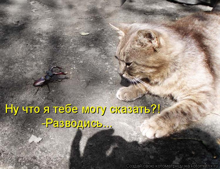 Ну что я тебе могу сказать?! -Разводись...... Котоматрица: Ну что я тебе могу сказать?! -Разводись...