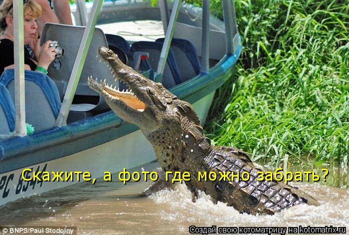 Котоматрица: Скажите, а фото где можно забрать?