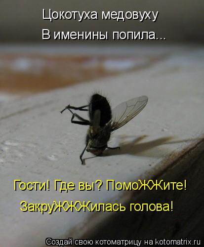 Цокотуха медовуху В именины попила... Гости! Где вы? ПомоЖЖите! ЗакруЖЖЖилась голова!... Котоматрица: Цокотуха медовуху В именины попила... Гости! Где вы? ПомоЖЖите! ЗакруЖЖЖилась голова!
