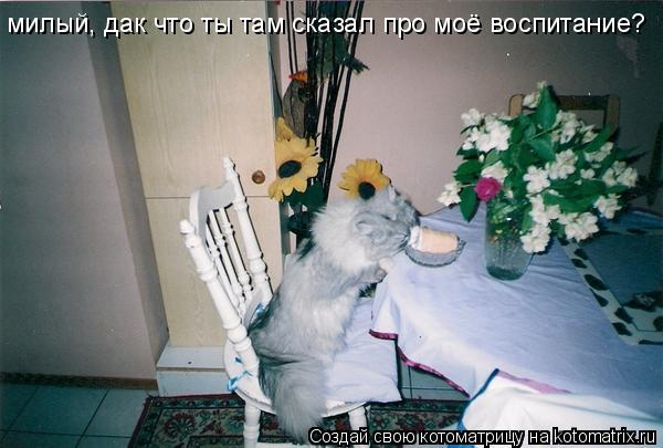 Котоматрица: милый, дак что ты там сказал про моё воспитание?