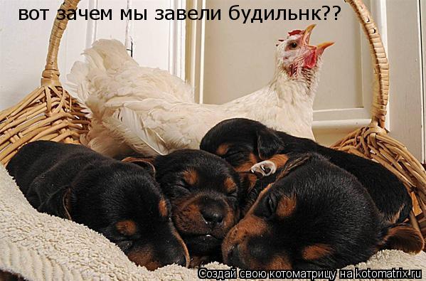Котоматрица: вот зачем мы завели будильнк??