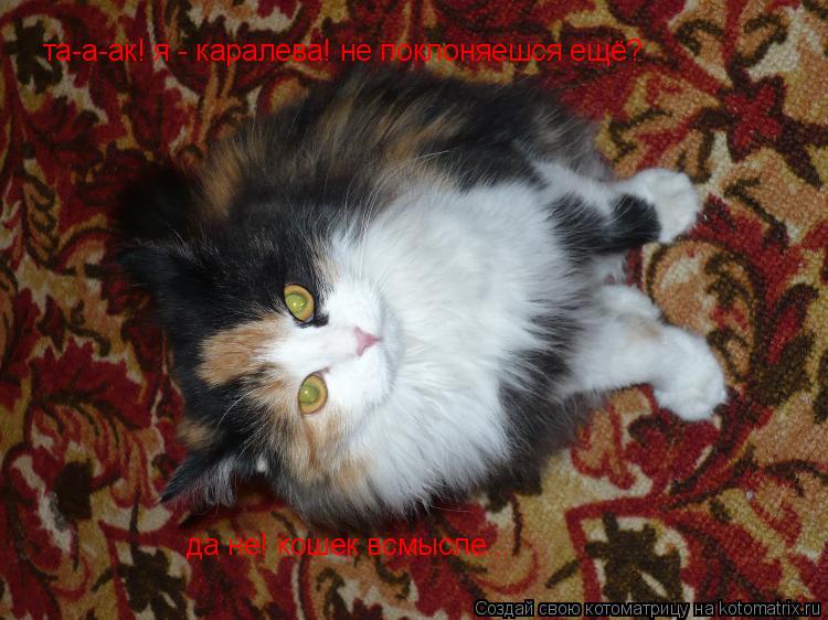Котоматрица: та-а-ак! я - каралева! не поклоняешся ещё? да не! кошек всмысле...