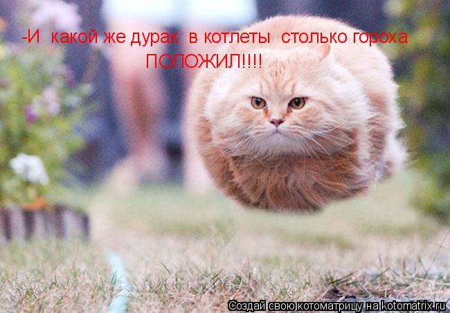 Котоматрица: -И  какой же дурак  в котлеты  столько гороха ПОЛОЖИЛ!!!!