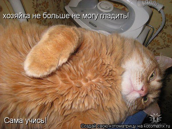 Котоматрица: xозяйка не больше не могу гладить! Сама учись!