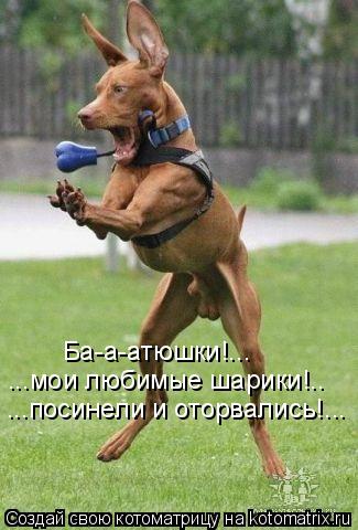 Котоматрица: ...мои любимые шарики!.. ...посинели и оторвались!... Ба-а-атюшки!...