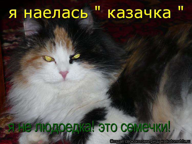 Котоматрица: я наелась " казачка " я не людоедка! это семечки!