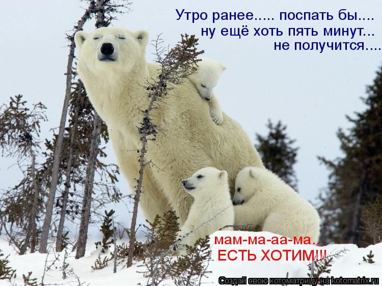 Котоматрица: Утро ранее..... поспать бы.... ну ещё хоть пять минут... не получится.... мам-ма-аа-ма..  ЕСТЬ ХОТИМ!!!