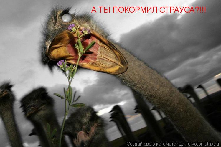 Котоматрица: А ТЫ ПОКОРМИЛ СТРАУСА?!!!