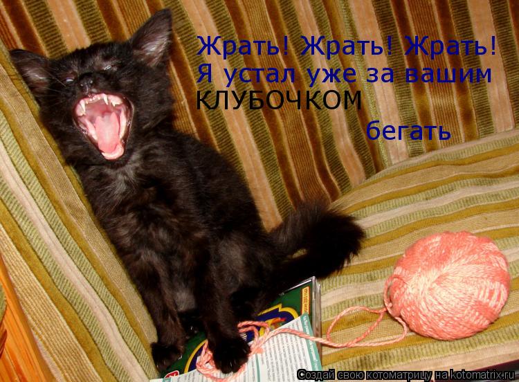 Котоматрица: Жрать! Жрать! Жрать! Я устал уже за вашим бегать КЛУБОЧКОМ