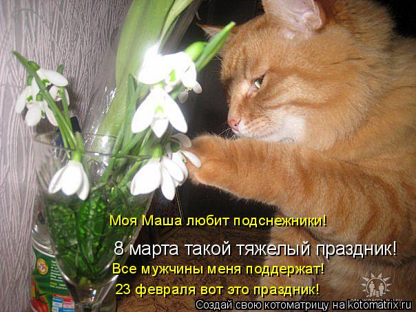 Котоматрица: 8 марта такой тяжелый праздник! Моя Маша любит подснежники! Все мужчины меня поддержат! 23 февраля вот это праздник!