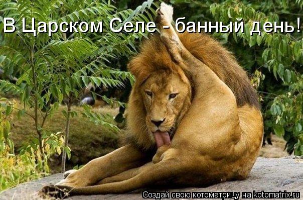 Котоматрица: В Царском Селе - банный день!