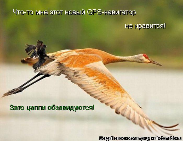 Котоматрица: Что-то мне этот новый GPS-навигатор  не нравится! Зато цапли обзавидуются!