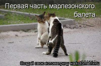 Котоматрица: Первая часть марлезонского  балета
