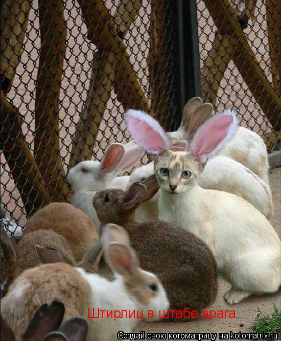 Котоматрица: Штирлиц в штабе врага