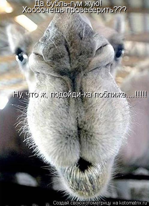 Котоматрица: Да,бубль-гум жую! Хоооочешь провееерить??? Ну, что ж, подойди-ка поближе....!!!!!