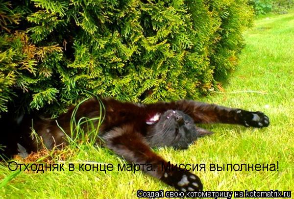 Котоматрица: Отходняк в конце марта. Миссия выполнена!