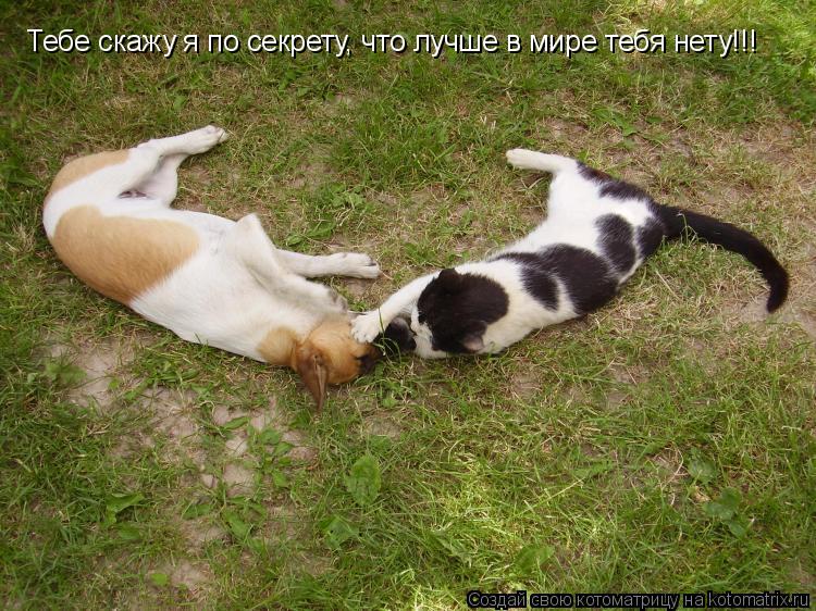 Котоматрица: Тебе скажу я по секрету, что лучше в мире тебя нету!!!