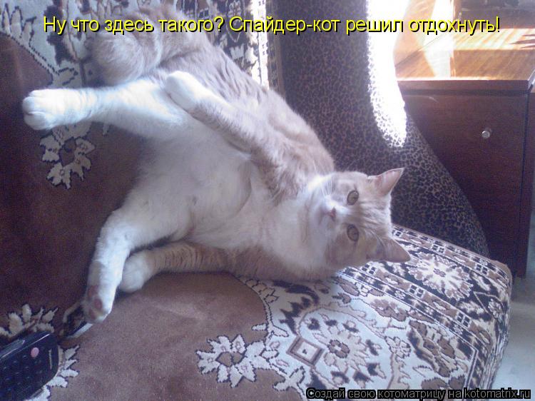 Котоматрица: Ну что здесь такого? Спайдер-кот решил отдохнуть!