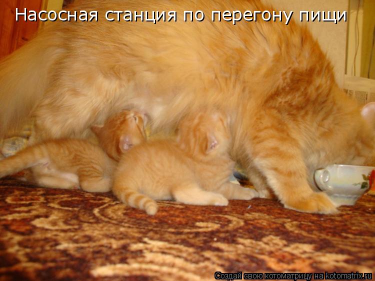 Насосная станция по перегону пищи... Котоматрица: Насосная станция по перегону пищи