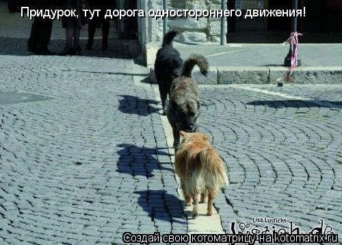 Котоматрица: Придурок, тут дорога одностороннего движения!