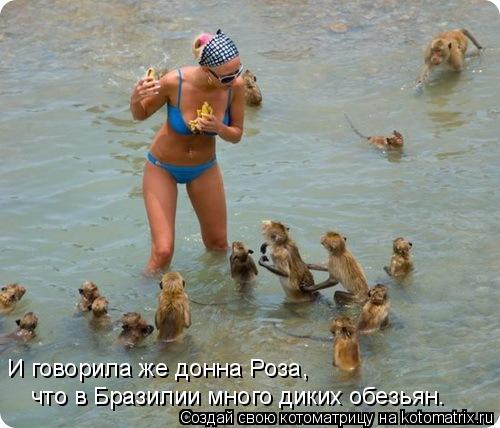 Котоматрица: И говорила же донна Роза, что в Бразилии много диких обезьян.