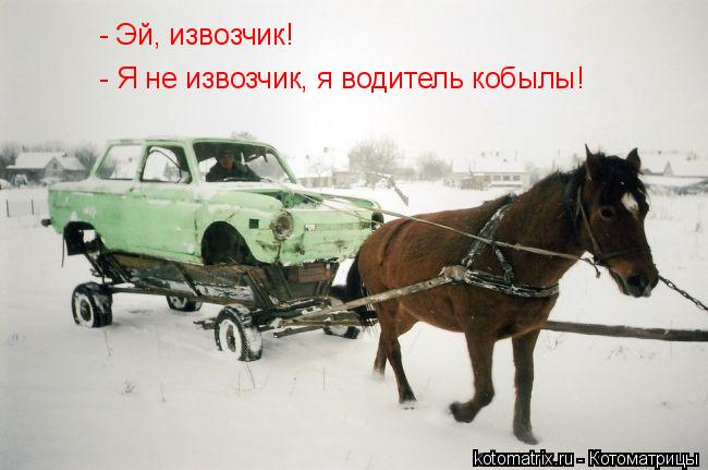 Котоматрица: - Я не извозчик, я водитель кобылы! - Эй, извозчик!