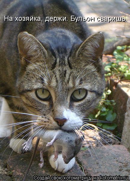 Котоматрица: На хозяйка, держи. Бульон сваришь.