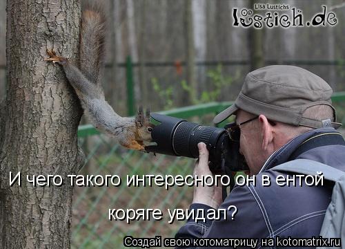 Котоматрица: И чего такого интересного он в ентой коряге увидал?