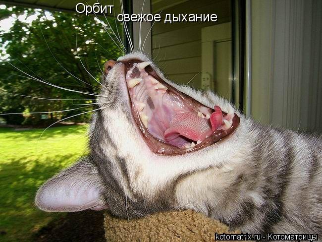 Котоматрица: Орбит свежое дыхание