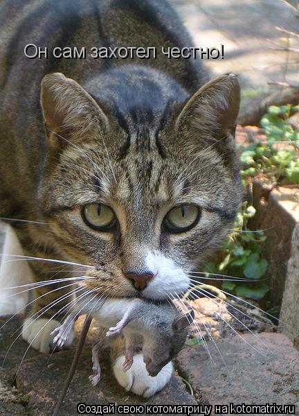 Котоматрица: Он сам захотел честно!