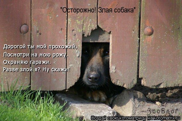 Котоматрица: Дорогой ты мой прохожий, Посмотри на мою рожу. Охраняю гаражи. Разве злой я? Ну скажи!  "Осторожно! Злая собака"