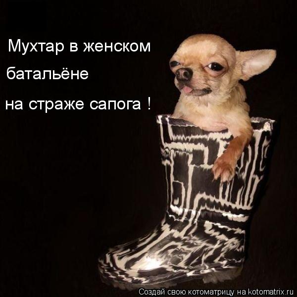 Котоматрица: Мухтар в женском батальёне на страже сапога !
