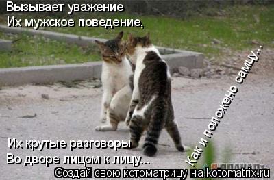 Котоматрица: Их мужское поведение, Вызывает уважение Как и положено самцу... Во дворе лицом к лицу... Их крутые разговоры