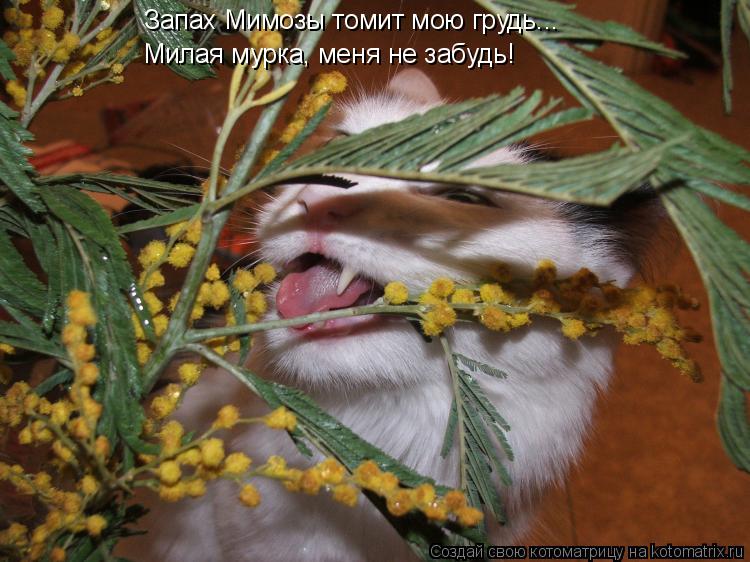 Котоматрица: Запах Мимозы томит мою грудь... Милая мурка, меня не забудь!