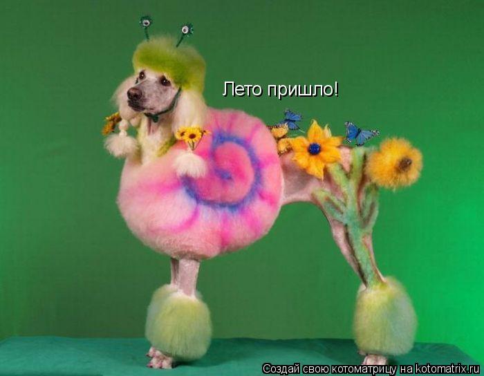 Котоматрица: Лето пришло!