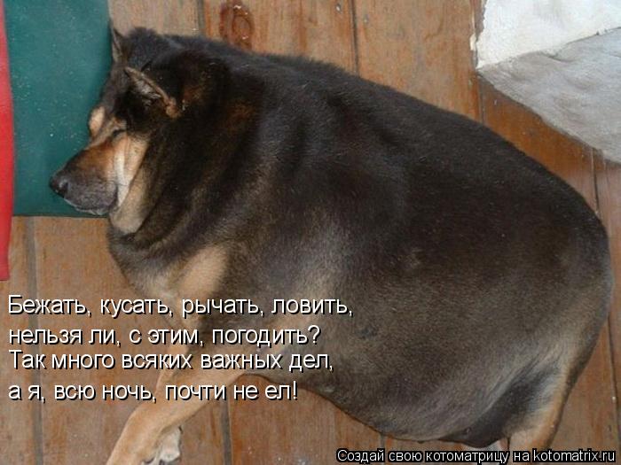 Котоматрица: Бежать, кусать, рычать, ловить,  нельзя ли, с этим, погодить? а я, всю ночь, почти не ел! Так много всяких важных дел,