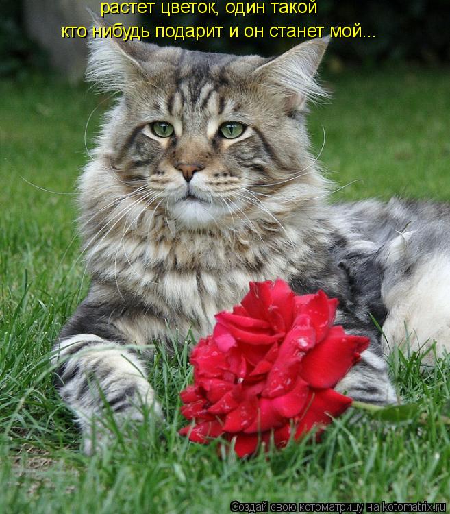 Котоматрица: растет цветок, один такой кто нибудь подарит и он станет мой...
