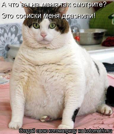 Котоматрица: А что вы на меня так смотрите? Это сосиски меня дразнили!
