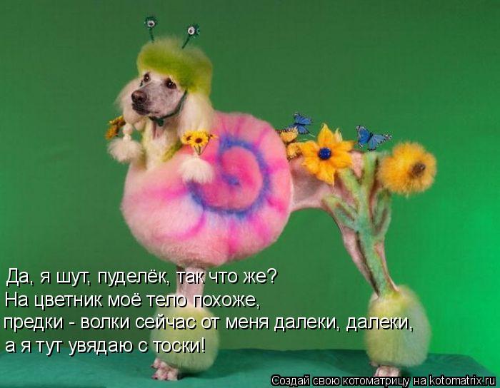 Котоматрица: Да, я шут, пуделёк, так что же?  На цветник моё тело похоже,  предки - волки сейчас от меня далеки, далеки,  а я тут увядаю с тоски!