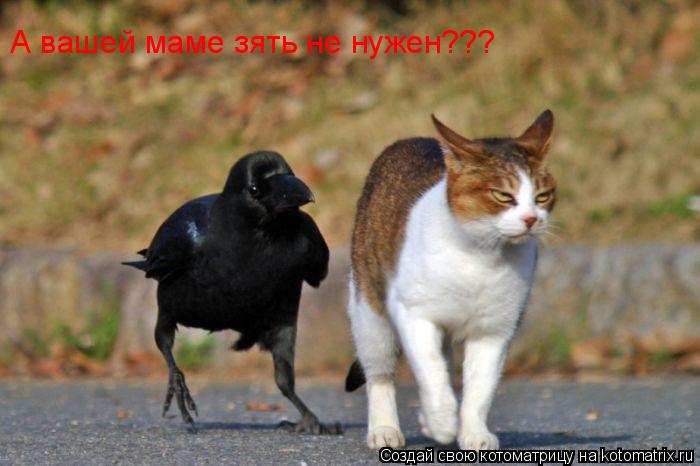 Котоматрица: А вашей маме зять не нужен???