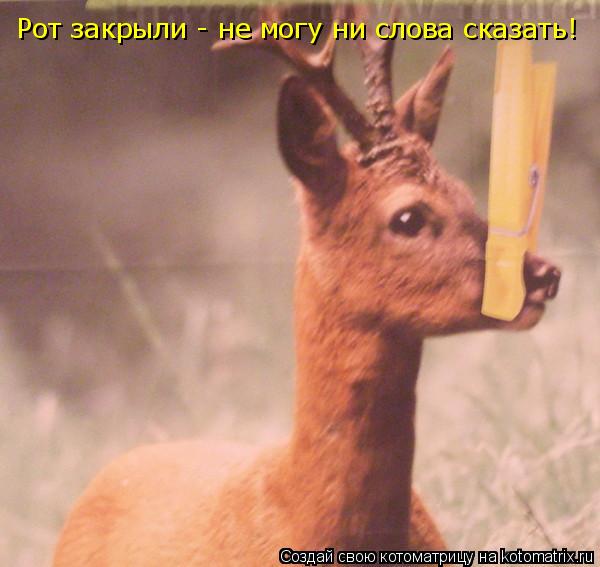 Котоматрица: Рот закрыли - не могу ни слова сказать!